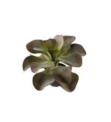 Kalanchoe, 25 cm