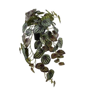 Peperomia, 45 cm