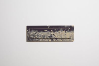 Fläpps Shelf 80x27-1 - Wild and Free - Ingrid Beddoes