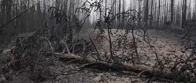 Tree Nation - ALIVAR