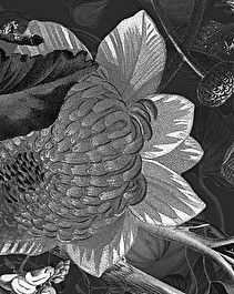 Botanica Black&White Wallpaper