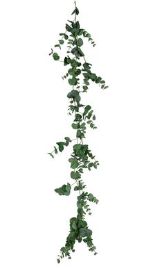 Eucalyptus garland L. 1900 mm