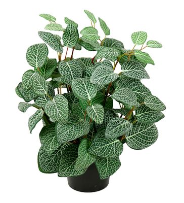 Fittonia 340
