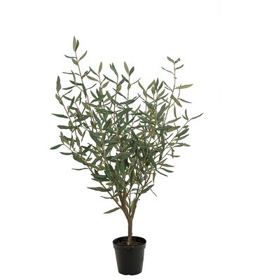 Olive Tree 1000