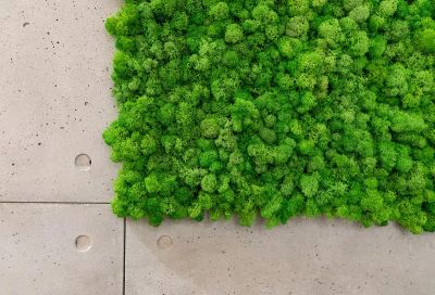 Green Wall - Lichen