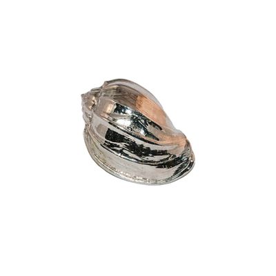 Oceano Cowrie - seashell brass knob small