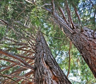 Pavimento in legno - Prima di scegliere un pavimento in legno