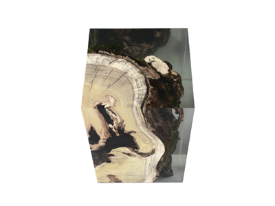 STUMP MULBERRY - Stool / coffee table _ Alcarol