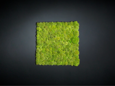 POLEMOSS - Vegetal frame _ VGnewtrend