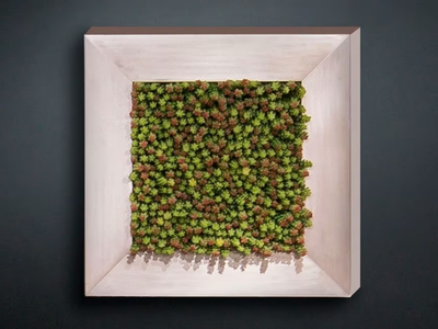 SEDUM - Vegetal frame _ VGnewtrend